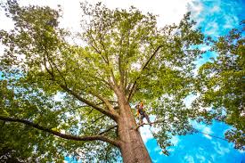 How Our Tree Care Process Works  in  Weatherby Lake, MO